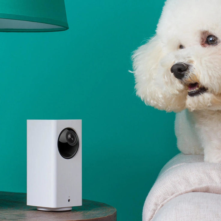 Xiaomi Dafang surveillance camera and dog
