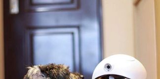 DOGNESS Smart IPet Robot Toy